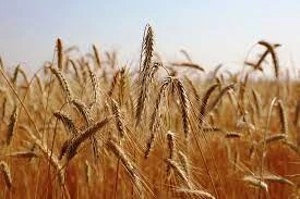 Рожь (жито) озимой Харьковская 98