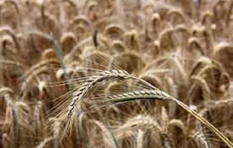 Рожь (жито) озимой Синтетик 38