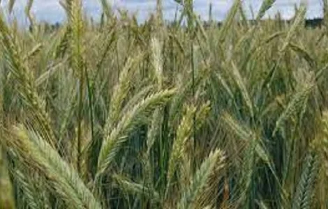 Семена ржи (жито) озимой Хлебное