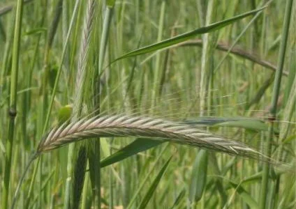 Жито озиме Сіріус | Насіння жита озимого