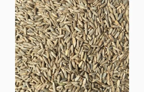 Продам жито рожь на сидерат