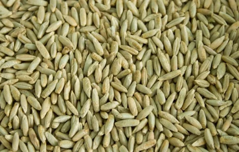 Продам жито (рожь)