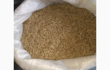 Жито насіння