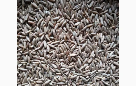 Жито насіння