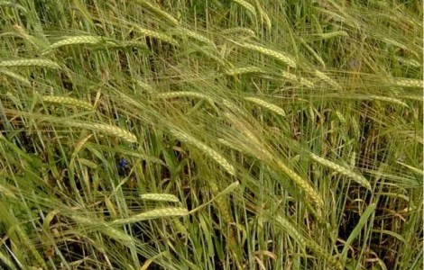 Семена ржи озимой - сорт Синтетик 38 1-я репродукция