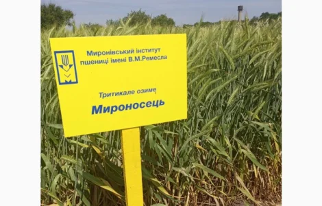 Мироносець тритикале озиме