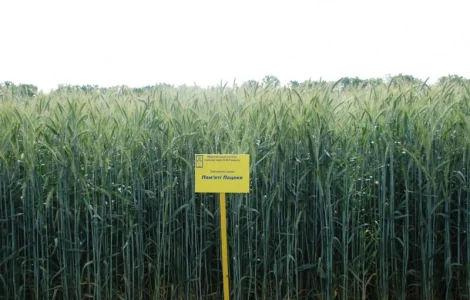 Тритикале озиме Пам’яті Пацеки