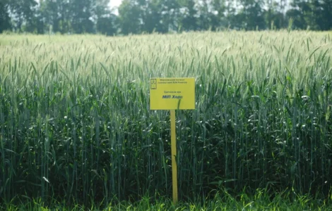 МІП Хорс тритикале яре