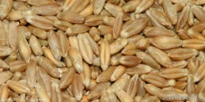 Семена тритикале ЛАНДАР элита 1 репрод