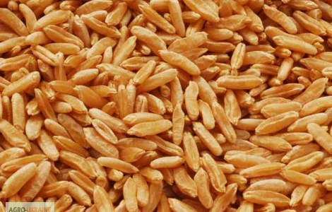 Куплю третикале самовывоз