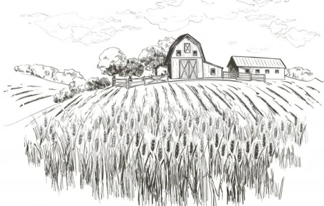 Закупаем Тритикале круглый год на переработку. Быстро. Дорого. Самовывоз