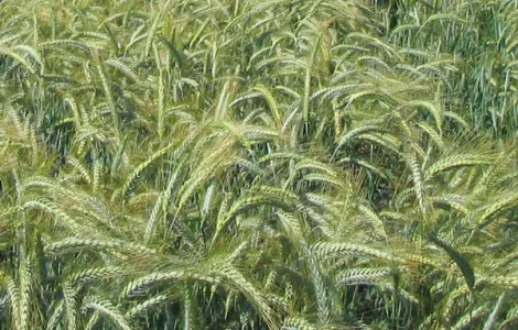 Тритикале озиме Папсуевське – насіння с/еліта