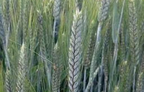 Семена озимого тритикале Шаланда