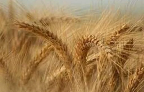 Семена озимого тритикале Раритет