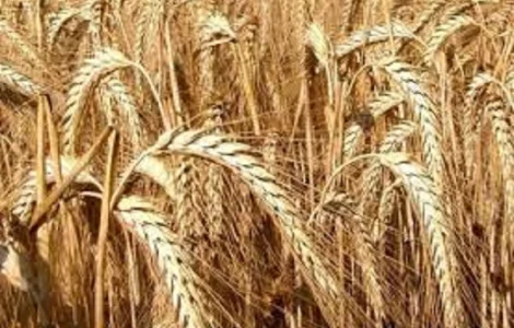 Семена озимого тритикале Амос