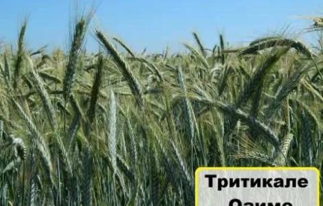 Продам тритікале озимого сорту Гарне 1-Р