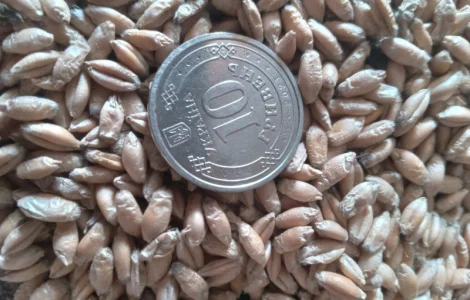 Продам тритікале Ротондо