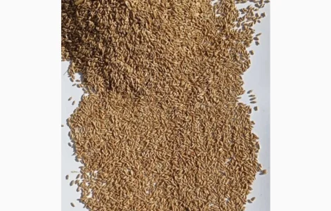 Продам тритикале