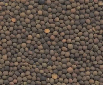 Семена вики яровой ГИБРИДНАЯ 97 элита 1 репрод