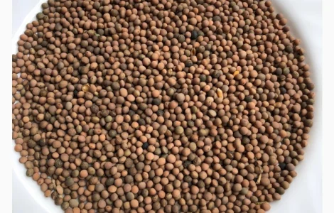 Вика пелюшка