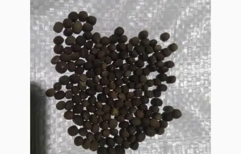 Вика яра насіння