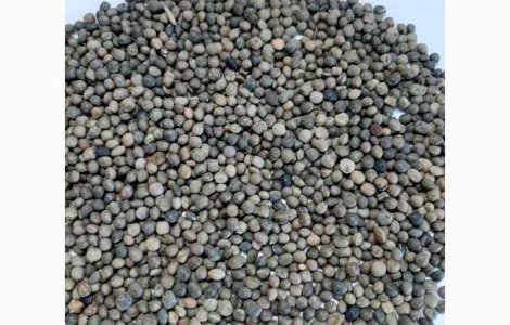 Куплю вика яровая