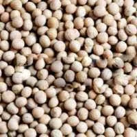 Семена желтого люпина сорта Прогрессивный, элита 1 репродукция