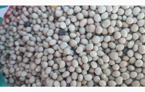 Купую люпин