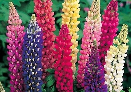 Продам люпин мелким оптом