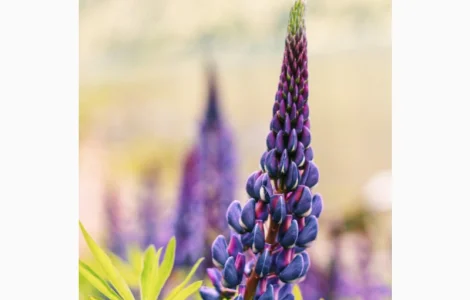 Люпин вузьколистий однорічний продам за упаковку від 1 кг