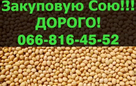 Предприятие переработчик закупает СОЮ 2024го года
