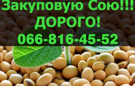Пропоную найвищі ціни за СОЮ свіжого року урожаю