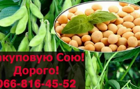 Закуповую СОЮ від фермерських господарств та населення