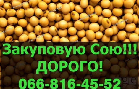Закуповуємо СОЮ за високими цінами!Максимальні ціни