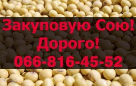 Купую СОЮ у будь якому обсязі