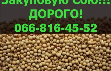 Приглашаем к сотрудничеству производителей СОИ!Куплю сою !!!!ДОРОГО