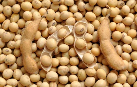 Купуємо сою ГМО