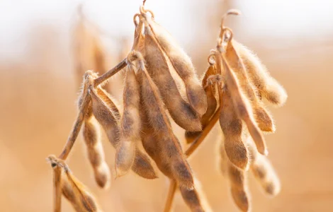 Пропонуємо насіння сої РЖТ Сфінкса (СН-1) Без ГМО