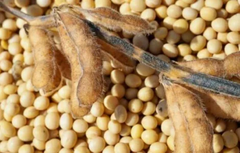 Насіння сої ЕС "КОМАНДОР" 1 репродукція