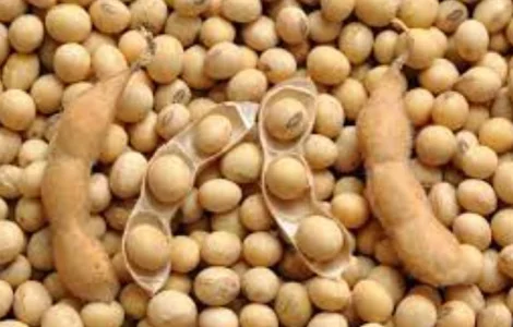 Купим сою з поля і складу