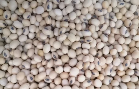 Соя під Раундап Канзас, Ультра, Аполло, Монро, Аббі, Хайстар, Олдхем, Озборн, Сенсор