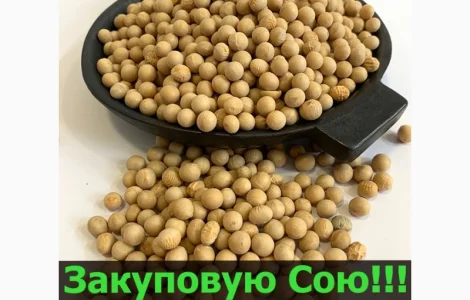 Закуповую СОЮ у необмеженій кількості!Великі Контракти