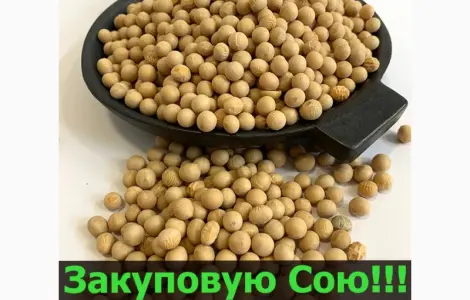Закупаю СОЮ в неограниченном количестве!Большие Контракты