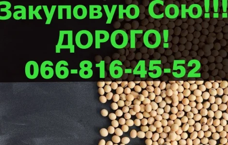 Закуплю СОЮ 2024 року Урожая!Дорого