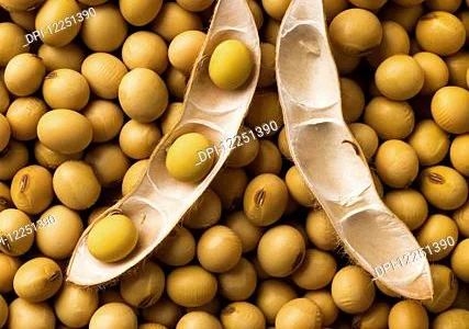 Закуповую СОЮ великим оптом!Під контракт!Оплата на вагах