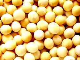 Семена сої сорту АДАМОС еліта 1 репродукція