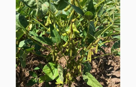 Новинка! Соя Махоні