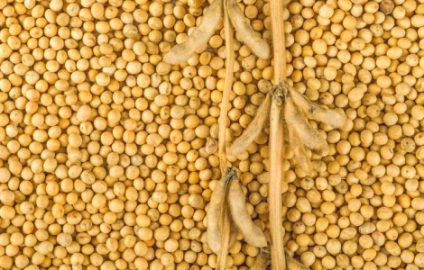 Куплю Соя Не Гмо з місця