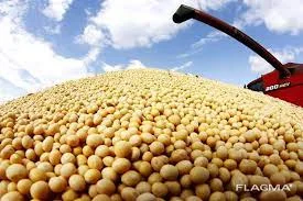 Купуємо сою на експорт