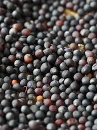 Ріпак купимо дорого